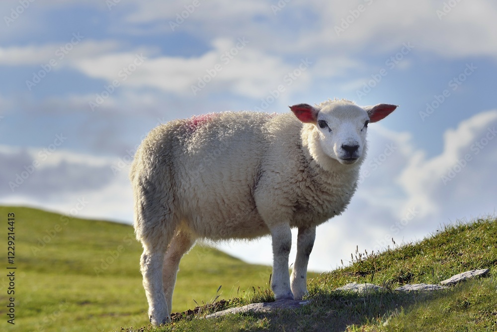 Obraz premium Sheep on Bray Head, Valentia Island, County Kerry, Ireland, Europe