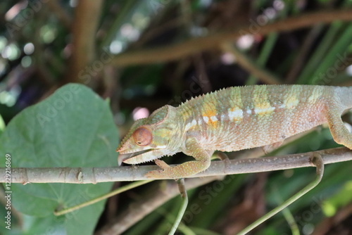 chameleon on a tree photo