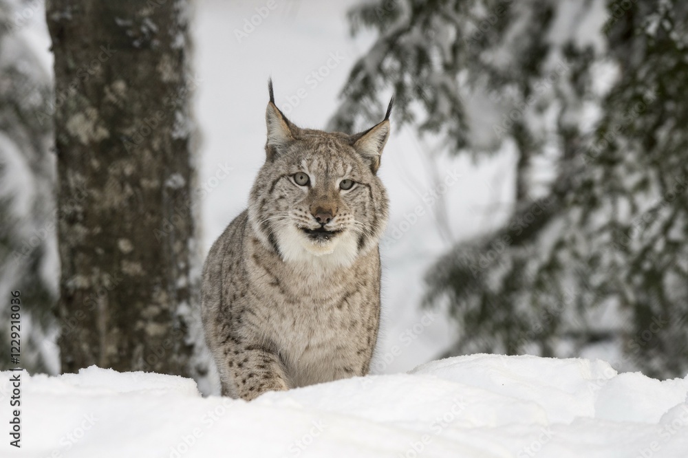 Obraz premium Eurasian lynx (Lynx lynx) in the snow, captive, Trones, Norway, Europe