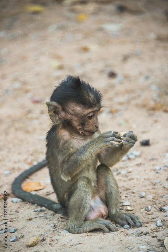 Small Macaque (Macaca), young animal feeding, Angkor Archaeological Park, Siem Reap Province, Cambodia, Asia Small Macaque (Macaca), young animal feeding, Angkor Archaeological Park, Siem Reap Province, Cambodia, Asia