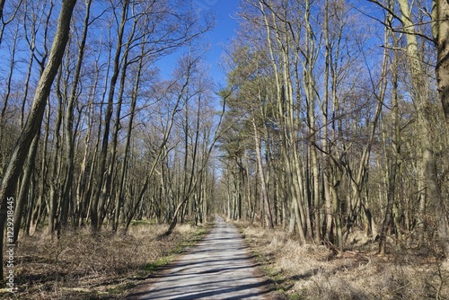 Forest track, Darss Forest near Prerow, Western Pomerania Lagoon Area National Park, Darss, Mecklenburg-Western Pomerania, Germany, Europe photo