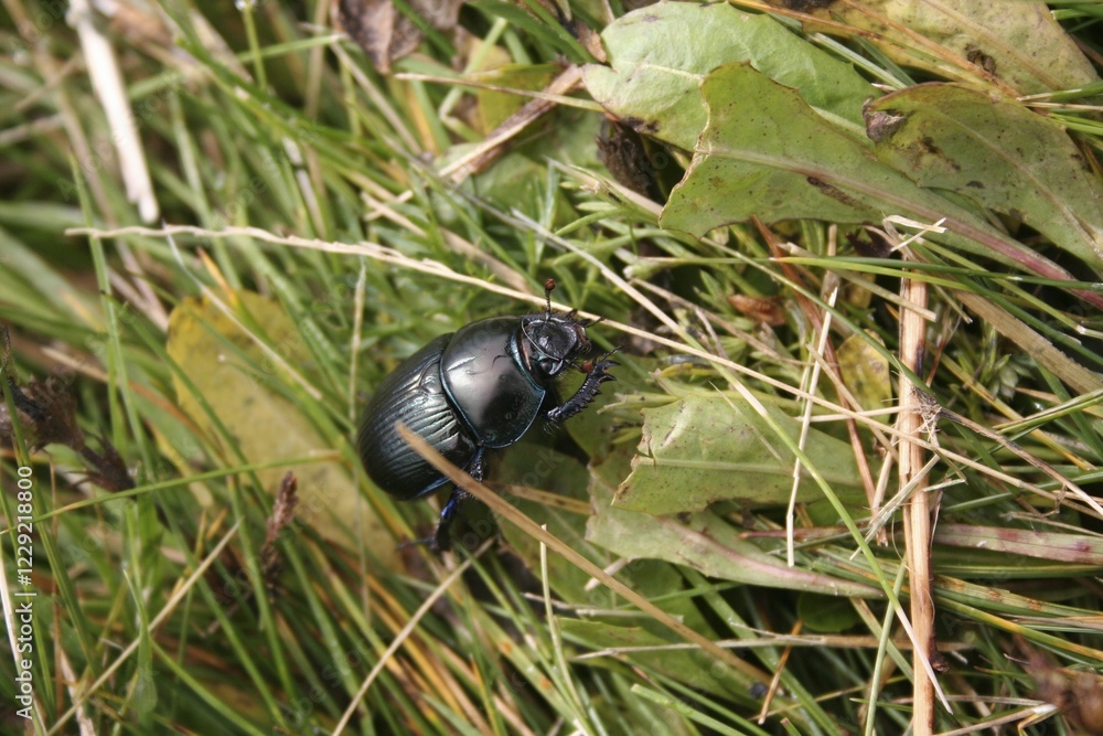 Dungbeetle Geotrupes stercorarius Dungbeetle Geotrupes stercorarius