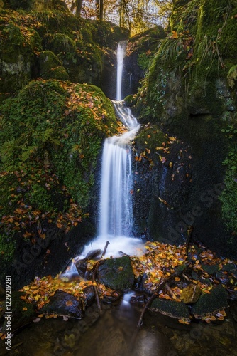 Small brook in an autumnal Beech forest (Fagus sylvatica) with a waterfall, Kandel Mountain, Black Forest, Freiburg im Breisgau, Baden-Württemberg, Germany, Europe