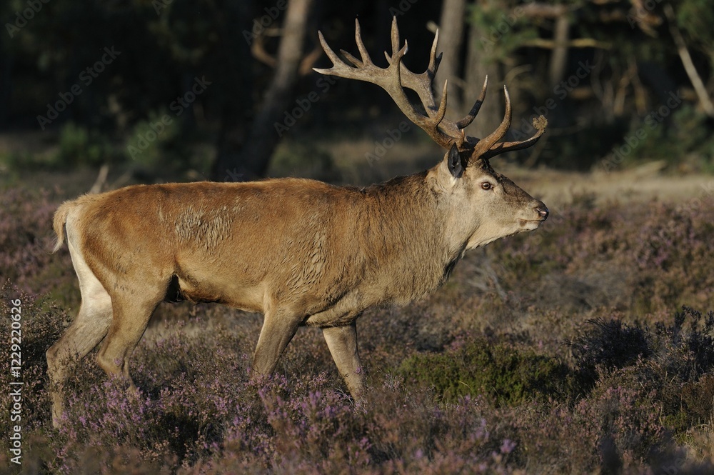 Red deer (Cervus elaphus), top dog, rutting season in the Hoge Veluwe National Park, Hoenderloo, Netherlands, Europe Red deer (Cervus elaphus), top dog, rutting season in the Hoge Veluwe National Park, Hoenderloo, Netherlands, Europe