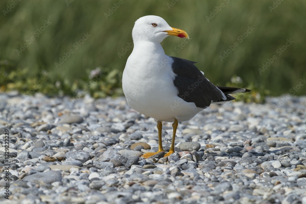 Great Black-backed Gull (Larus marinus), Düne island, Heligoland, Schleswig-Holstein, Germany, Europe Great Black-backed Gull (Larus marinus), Düne island, Heligoland, Schleswig-Holstein, Germany, Europe