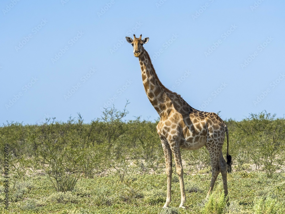 Fototapeta premium Giraffe (Giraffa camelopardalis) in the bush, near Okaukuejo, Etosha National Park, Namibia, Africa