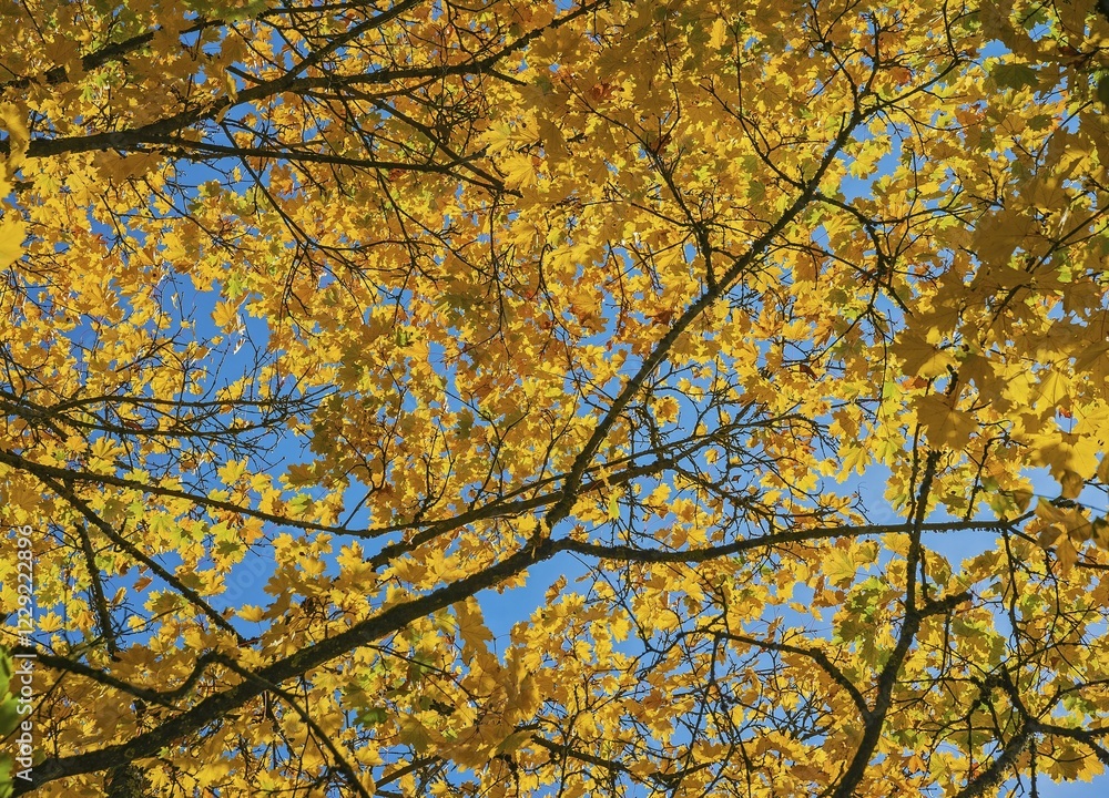 Yellow foliage on Maple (Acer), autumn, Bavaria, Germany, Europe Yellow foliage on Maple (Acer), autumn, Bavaria, Germany, Europe