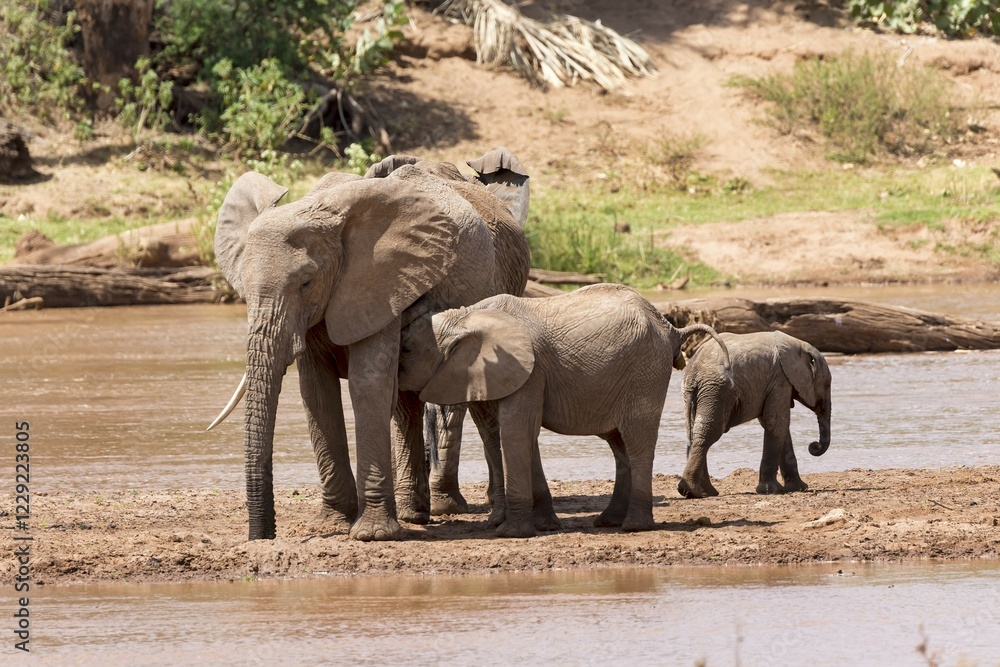 Fototapeta premium African elephants (Loxodonta africana) on the river, Samburu National Reserve, Kenya, Africa