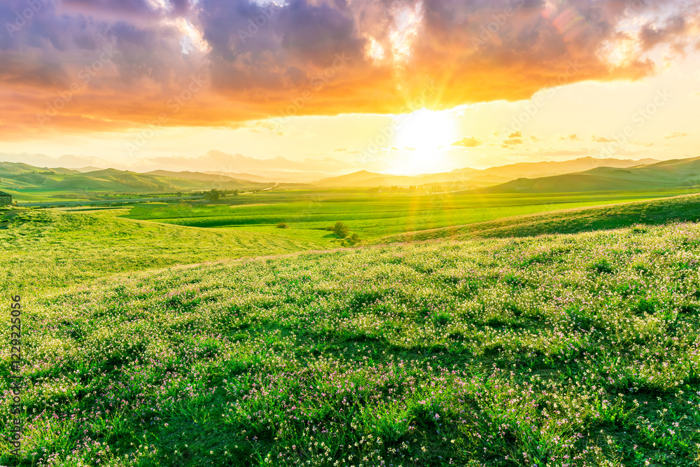 Fototapeta premium beautiful rural landscape of green spring or summer season valley with flowering green hills and meadow and nice scenic sunset on background