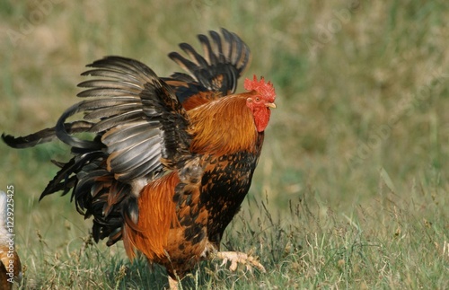 Free-range domestic fowl, rooster, Texel Island, Netherlands photo