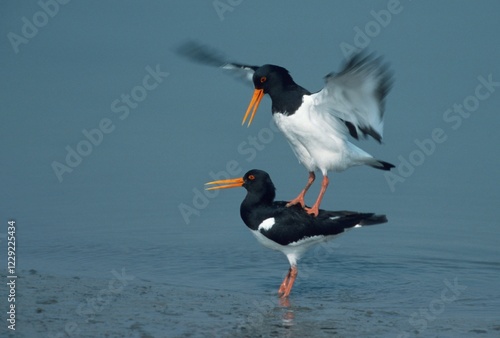 Oystercatcher, pair, mating, Schleswig-Holstein, Germany (Haematopus ostralegus) photo