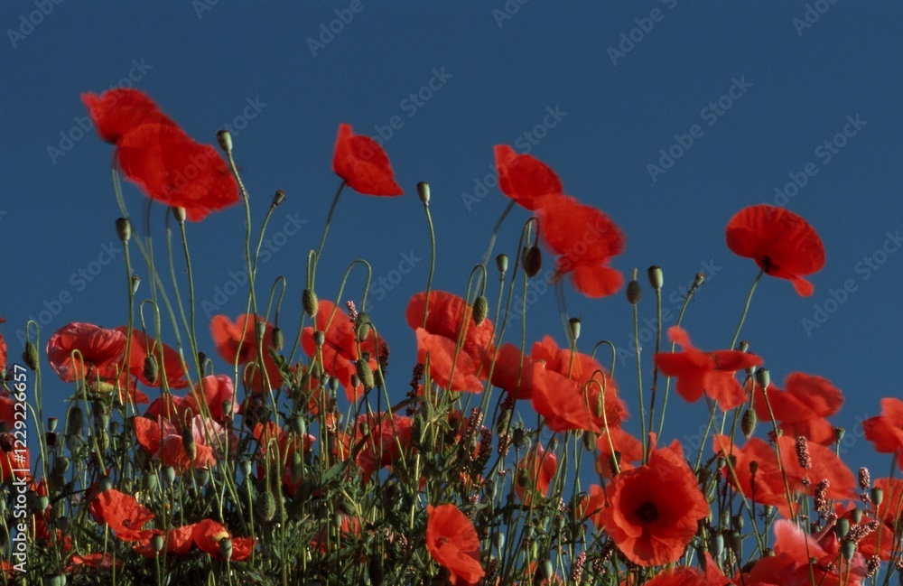 Obraz premium Common Poppy, Lower Saxony, Germany / (Papaver rhoeas)