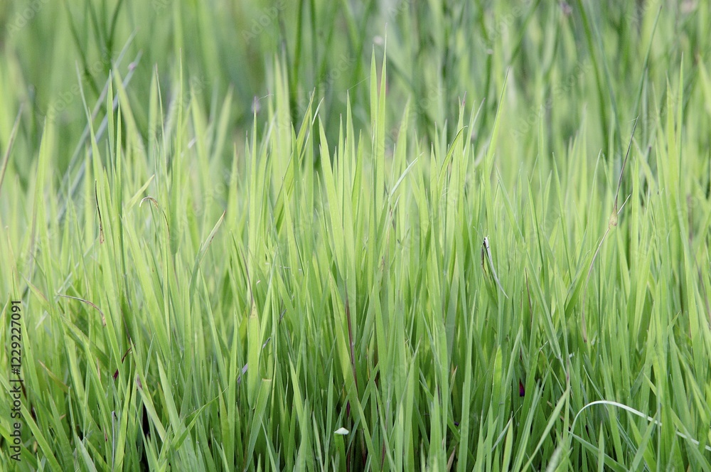 Blades of Grass Blades of Grass