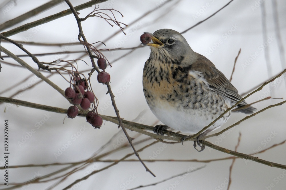 Fototapeta premium Fieldfare (Turdus pilaris)