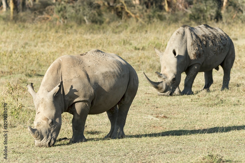 White rhinoceroses or square-lipped rhinoceroses (Ceratotherium simum), feeding, Lake Nakuru National Park, Kenya, Africa White rhinoceroses or square-lipped rhinoceroses (Ceratotherium simum), feeding, Lake Nakuru National Park, Kenya, Africa