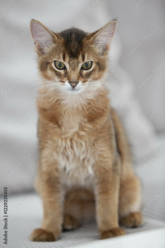 Fototapeta premium Ruddy Somali kitten