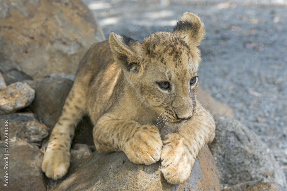 Fototapeta premium Lion (Panthera leo), young, 3 months, captive
