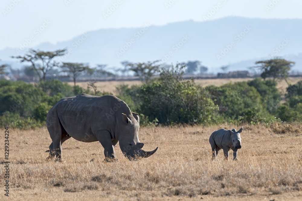 White Rhinoceros (Ceratotherium simum) feeding, with young, Ol Pejeta Reserve, Kenya, Africa White Rhinoceros (Ceratotherium simum) feeding, with young, Ol Pejeta Reserve, Kenya, Africa