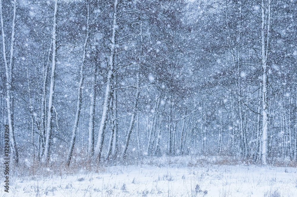 Obraz premium Snowfall, Masuria, Poland, Europe