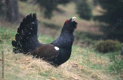 Capercaillie or Wood Grouse or Western Capercaillie (Tetrao urogallus), bird performing a courtship display on the ground photo