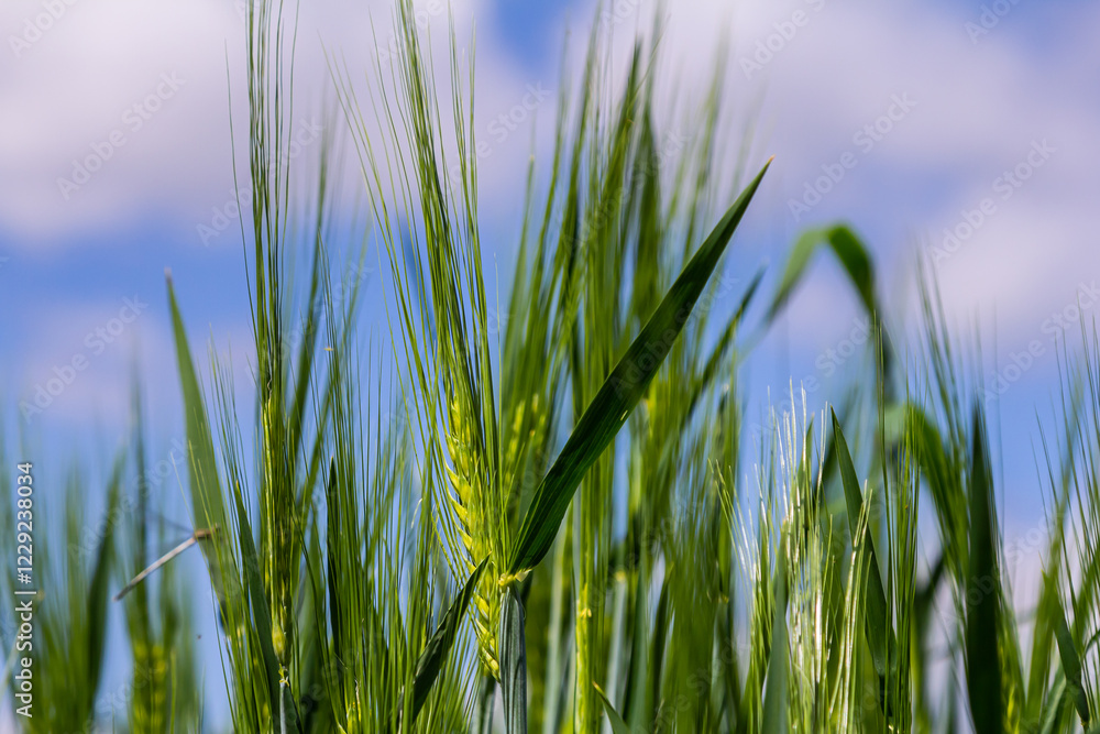 Obraz premium Lush green wheat field under a bright blue sky on a sunny day with fluffy clouds in the background