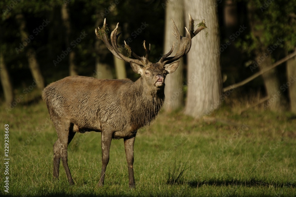 Flehming Red Deer (Cervus elaphus) in heat, Lueerwald, North Rhine-Westphalia, Germany, Europe Flehming Red Deer (Cervus elaphus) in heat, Lueerwald, North Rhine-Westphalia, Germany, Europe