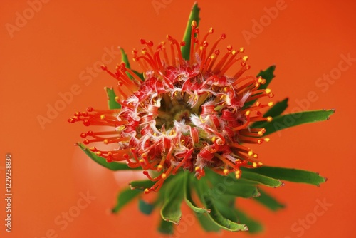 Sunrise Protea photo