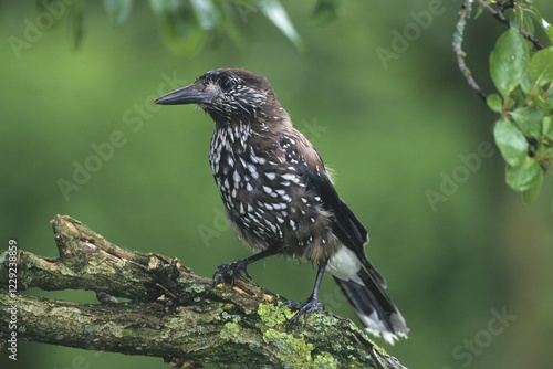 Spotted Nutcracker (Nucifraga caryocatactes)