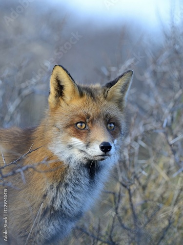 Red fox (Vulpes vulpes), Portrait, Biotop Waterleidingduinen, North Holland, Netherlands photo