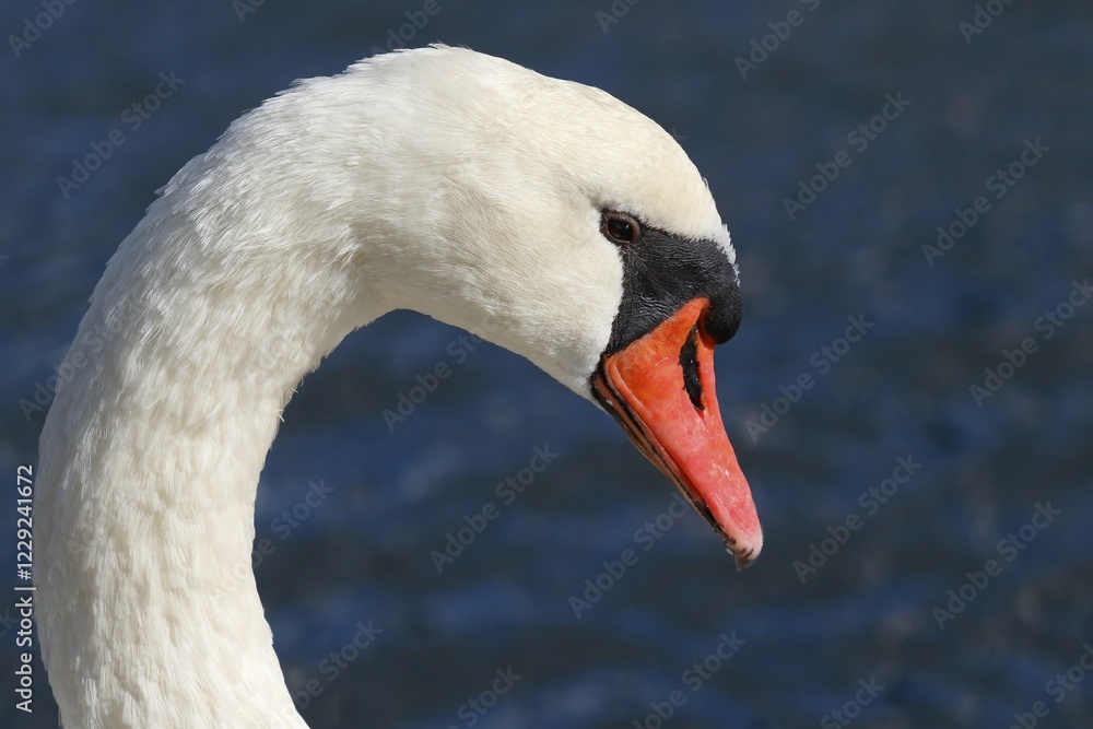 Obraz premium Mute swan (Cygnus olor), animal portrait, Schleswig-Holstein, Germany, Europe