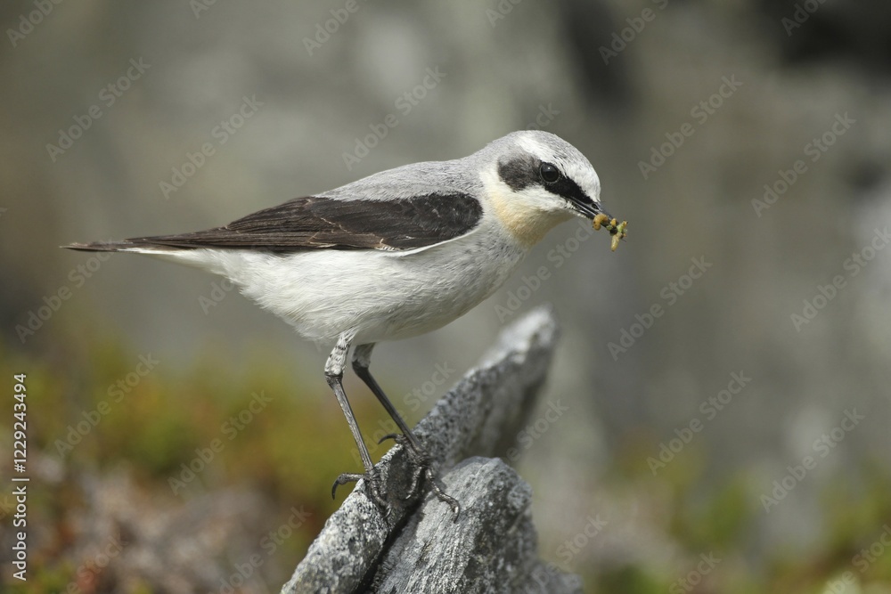 Naklejka premium Northern wheatear (Oenanthe oenanthe), male with food, tundra, Lapland, Norway, Europe