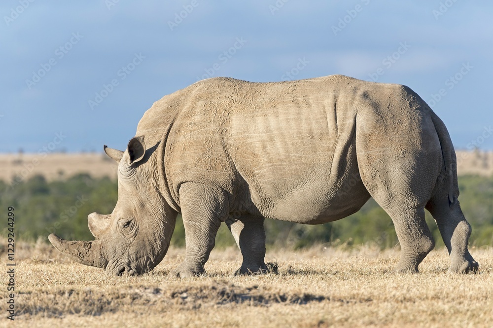 Obraz premium White Rhinoceros (Ceratotherium simum) eating dry grass, Ol Pejeta Reserve, Kenya, Africa
