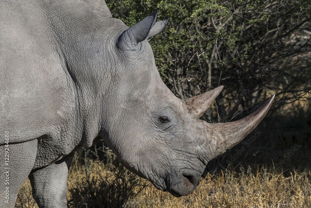 White rhinoceros (Ceratotherium simum), portrait, side view, Waterberg, Otjozondjupa, Namibia, Africa White rhinoceros (Ceratotherium simum), portrait, side view, Waterberg, Otjozondjupa, Namibia, Africa