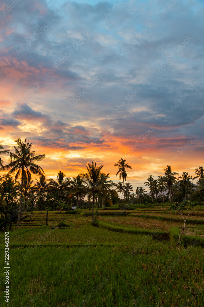 Fototapeta premium sunset over the rice fields