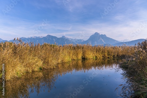 Reed in autumn at Lake Hopfensee, Ostallgäu, Bavaria, Germany, Europe photo