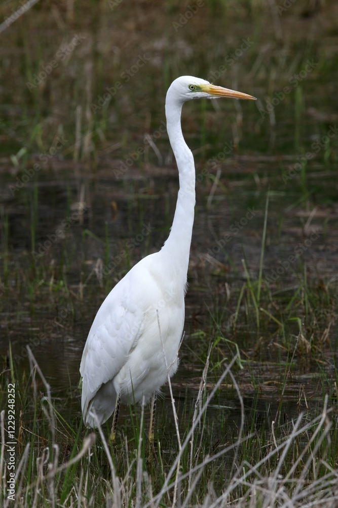 Great Egret (Egretta alba) in eclipse plumage Great Egret (Egretta alba) in eclipse plumage