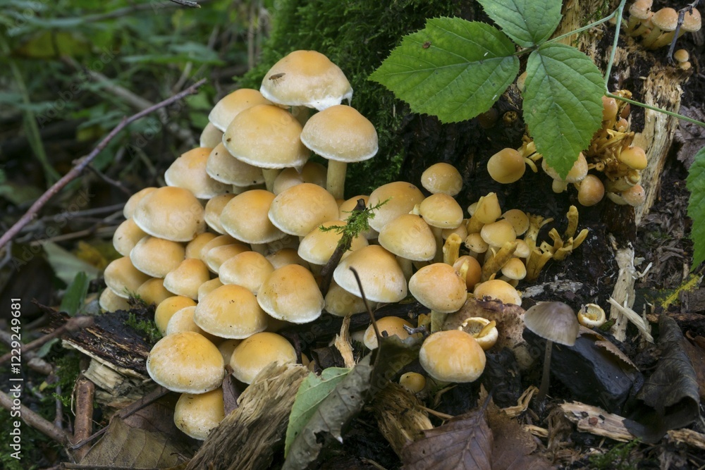 Smoke-leaved sulphur head (Hypholoma Lapnoides), nature reserve Beversee, North Rhine-Westphalia, Germany, Europe Smoke-leaved sulphur head (Hypholoma Lapnoides), nature reserve Beversee, North Rhine-Westphalia, Germany, Europe