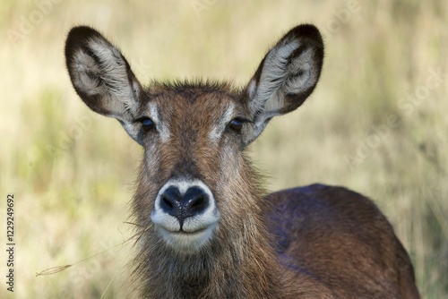 Defassa waterbuck (Kobus ellipsiprymnus defassa), portrait, female, Lake Nakuru National Park, Kenya, Africa photo