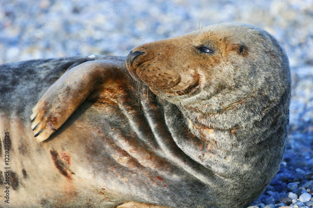 Obraz premium Grey Seal (Halichoerus grypus), Heligoland, Schleswig-Holstein, Germany, Europe