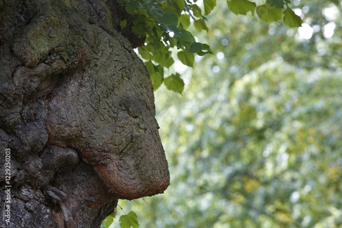 Curious tree attachment to a linden tree, sad lion figure, Biosphere Reserve Mittlere Elbe, Saxony-Anhalt, Germany, Europe photo