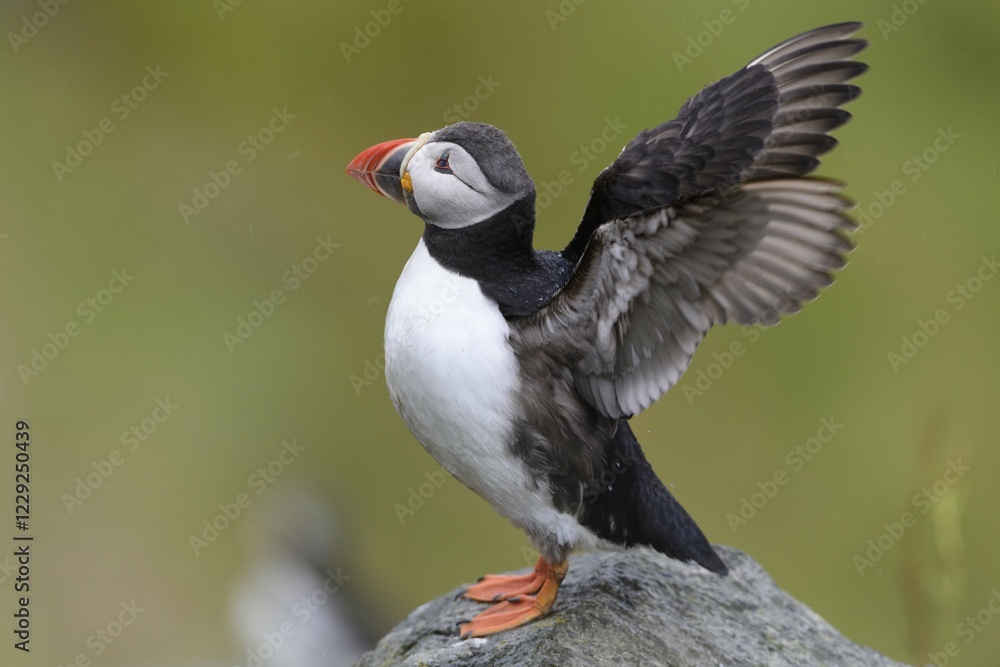 Puffin (Fratercula arctica) flapping its wings, Runde bird island, Norway, Europe Puffin (Fratercula arctica) flapping its wings, Runde bird island, Norway, Europe