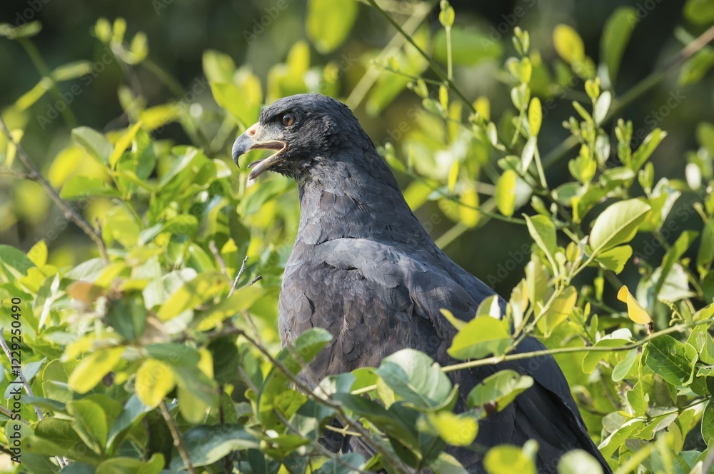 Fototapeta premium Great Black Hawk (Buteogallus urubitinga) among leaves, portrait, Pantanal, Mato Grosso, Brazil, South America
