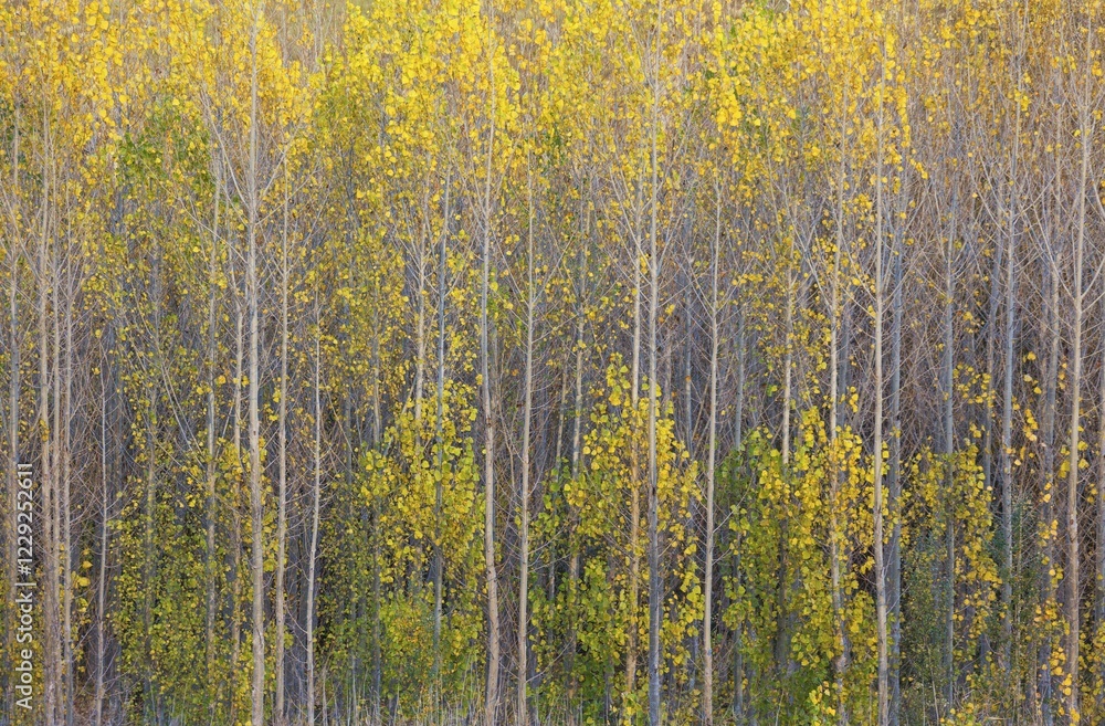 Yellow aspens (Populus tremula) in autumnal colours, cultivated for timber, near Guadix, Granada province, Andalusia, Spain, Europe Yellow aspens (Populus tremula) in autumnal colours, cultivated for timber, near Guadix, Granada province, Andalusia, Spain, Europe