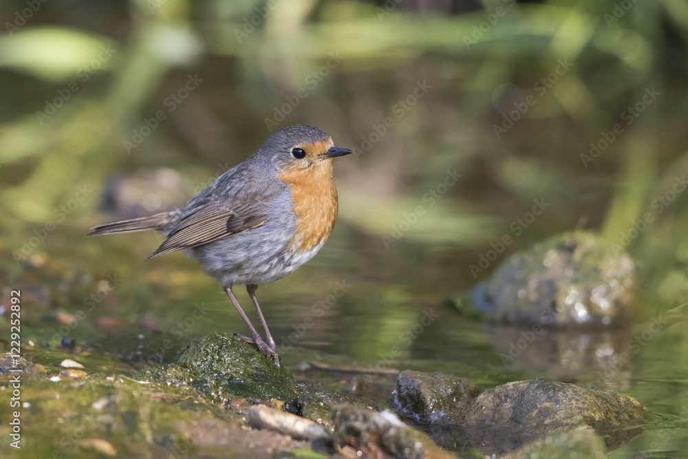 Robin (Erithacus rubecula) on creek, Hesse, Germany, Europe Robin (Erithacus rubecula) on creek, Hesse, Germany, Europe