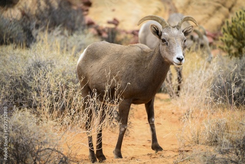 Desert bighorn sheep (Ovis canadensis nelsoni), adult animal, Mojave desert, Valley of Fire State Park, Nevada, USA, North America photo