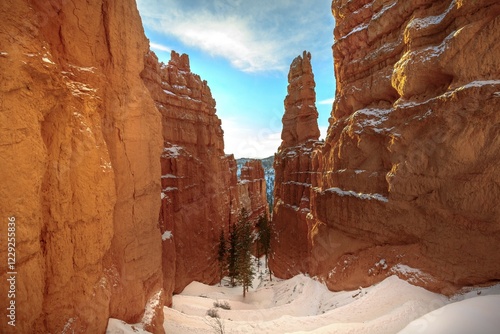 Douglas firs (Pseudotsuga menziesii) grow between high bizarre rock needles, rocky landscape with Hoodoos in the snow, winter, Navajo Loop Trail, Bryce Canyon National Park, Utah, USA, North America photo