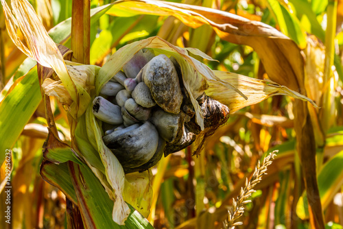 Unusual corn ear displaying unusual growths amidst golden cornfield during late summer harvest photo