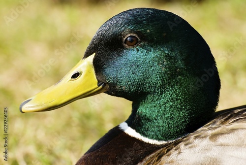 Obraz na plátně Mallard (Anas platyrhynchos), drake