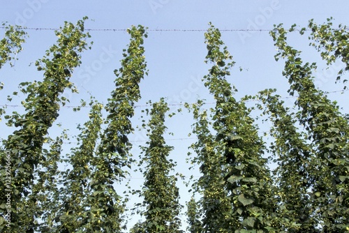 Hop plants is growing in the sky Hallertau photo