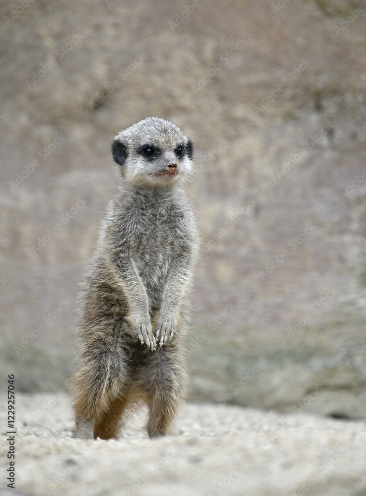 Fototapeta premium Meerkat (Suricata suricatta), young animal 6 weeks, captive